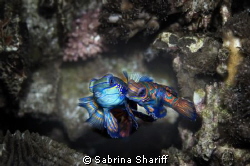 Mandarin mating by Sabrina Shariff 